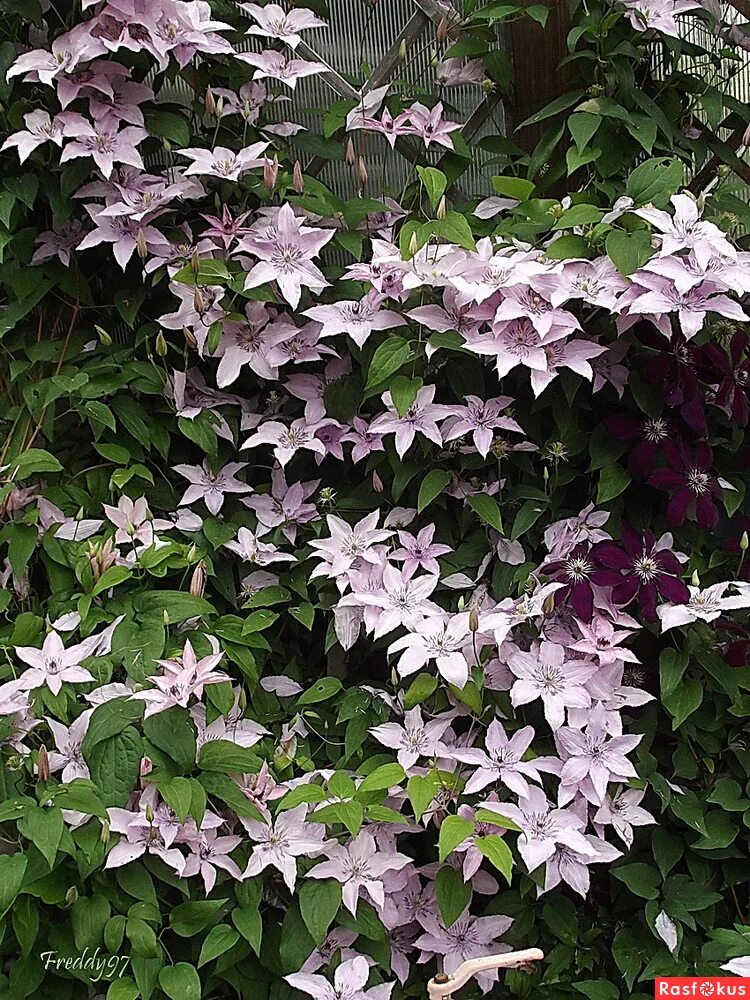 Купить Клематис Temptation - Клематис - GardenPlants