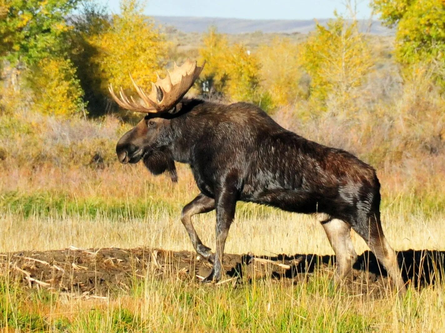 Лось википедия