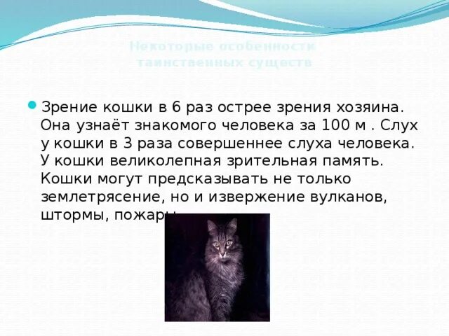 Кошки память на русском. В память о кошке. Какая память у котов. Сколько длится память у кошек. Памяти кота.