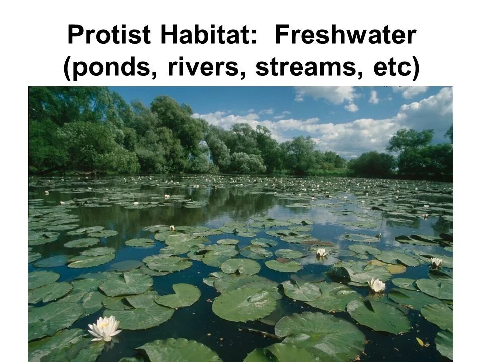 Водные экосистемы. Растения водной экосистемы. Водные биогеоценозы. Биогеоценоз воды. Изменения в водных экосистемах