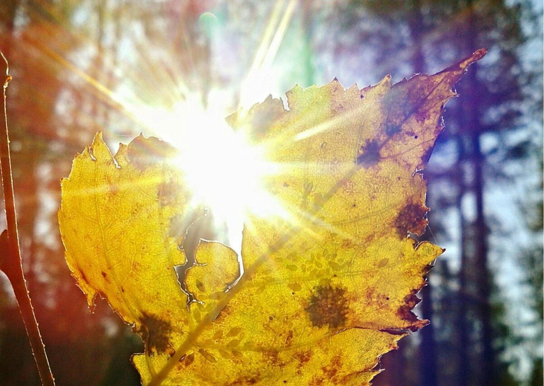 Весенний нам светил ярким солнечным лучом. Осень солнце. Листва на солнце. Осенние листья в солнечных лучах. Солнце сквозь листву.
