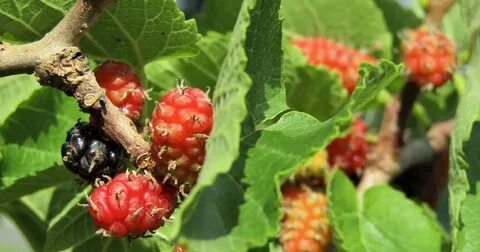 Mulberry перевод