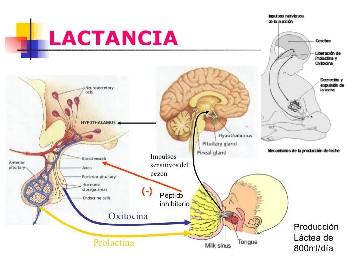 Lactancia Испания средство. Е Лактанция.