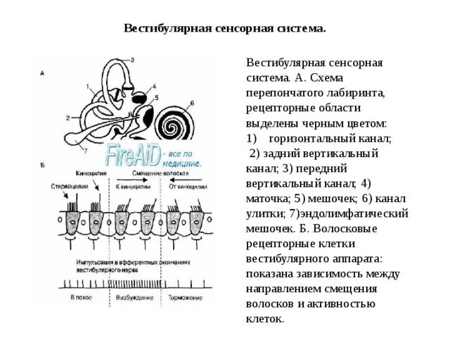 Как устроены рецепторные аппараты вестибулярного аппарата. Структура и функции вестибулярной сенсорной системы.. Схема физиология вестибулярной сенсорной системы. Вестибулярная система строение вестибулярного аппарата. Вестибулярная сенсорная система анатомия.