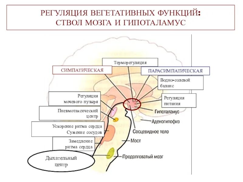 Регуляция вегетативной нервной системой гипоталамусом схема. Центры регуляции вегетативных функций. Центры регуляции вегетативных функций в мозге. Вегетативные функции ствола головного мозга. Вегетативным является ядром