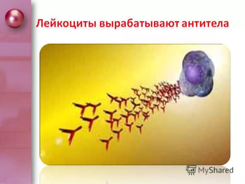 Лимфоциты тромбоциты эритроциты. Строение эритроцитов лейкоцитов и тромбоцитов. Кровяные бляшки в сосудах. Плазма крови плазма лейкоциты эритроцитов. Клеточные элементы крови.