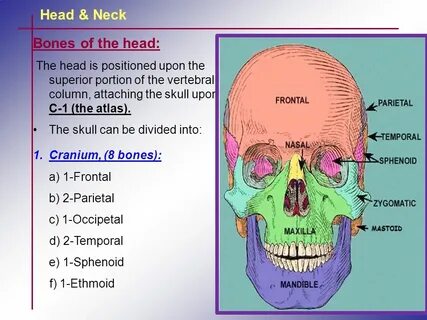 Head neck