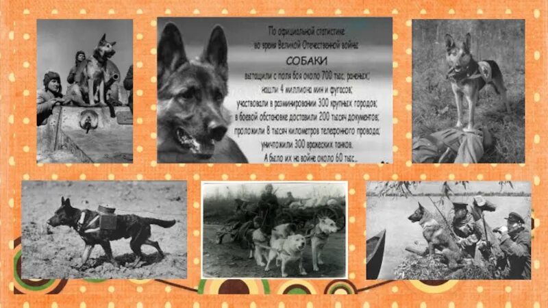 Конспект занятия служебные собаки подготовительная группа. Служебные собаки для детей подготовительной группы. Презентация день ездовых собак. Служебные собаки. Служебные собаки.