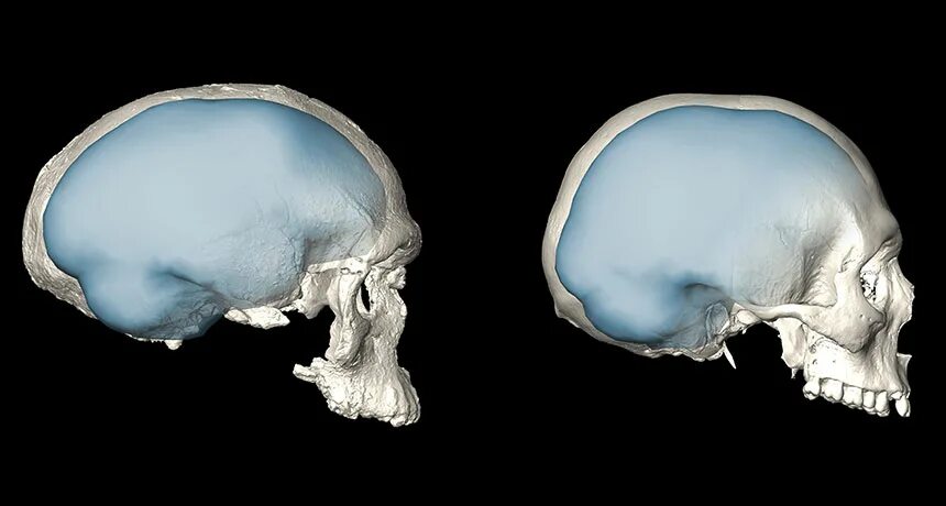 Мозг хомосапиенса. Мозг древнего человека и современного