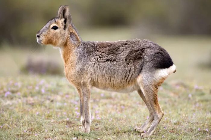 Патагонская ласка. Lyncodon patagonicus.