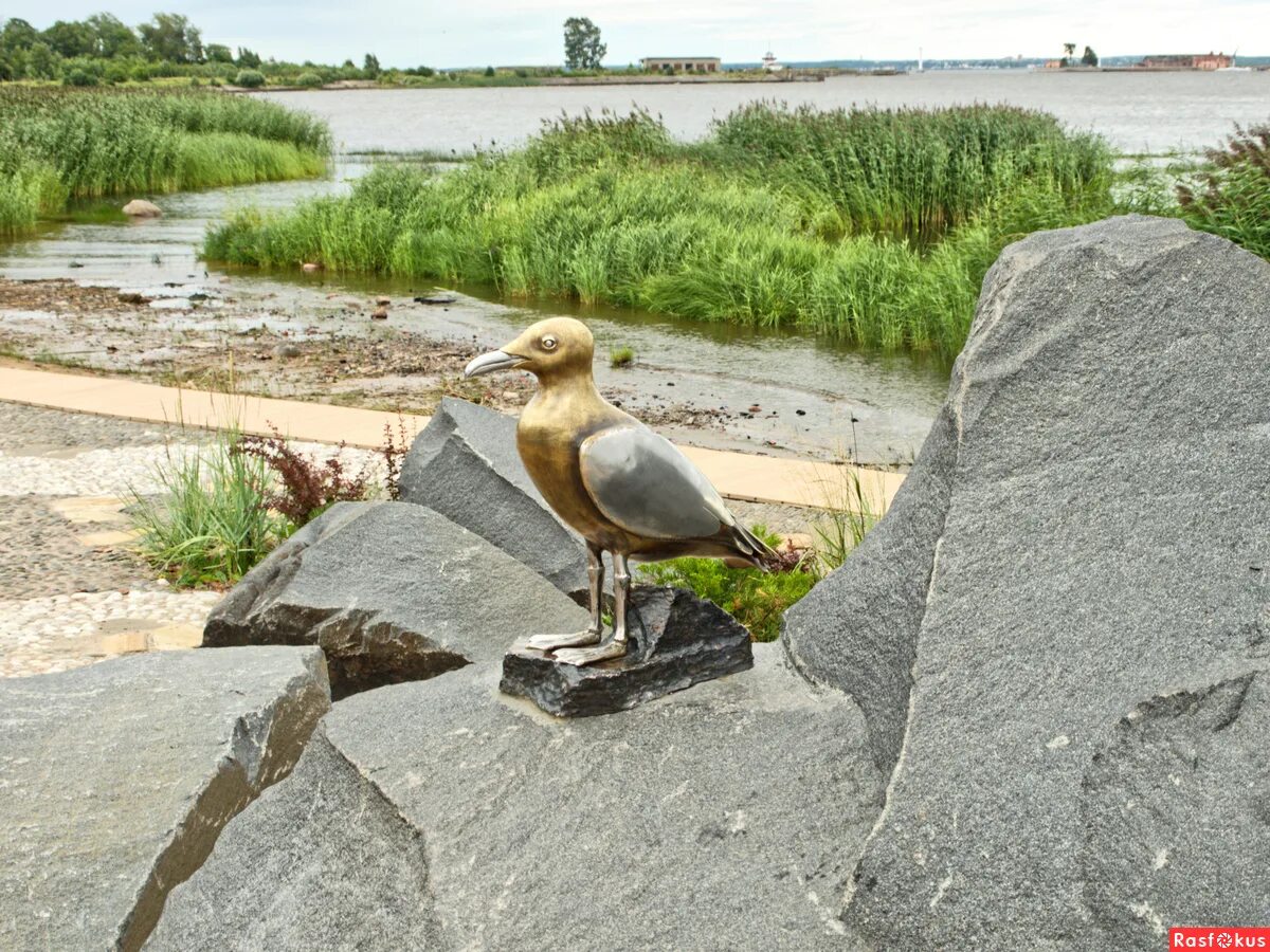 птицы над кронштадтом. птицы кронштадта. картинка чайка кронштадта для дошкольников. чайки в кронштадте. чайка кронштадт.