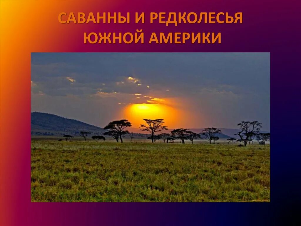 Природные зоны Южной Америки саванны. Почвы саванн и редколесий Евразии. Растительный мир саванн и редколесий Южной Америки. Саванны и редколесья Южной Америки. Растения саванн и редколесий южной америки