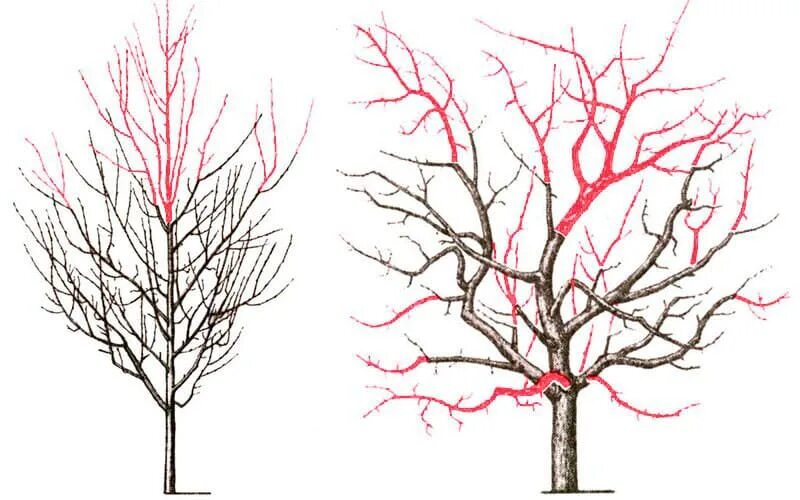 Омолаживающая обрезка яблони весной. Обрезка деревьев весной груши. Схема обрезки яблони весной. Как обрезать старые деревья