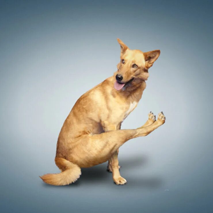Собака йог. Собака йога. Интересные позы животных. Поза собачки. Позы животных в йоге.