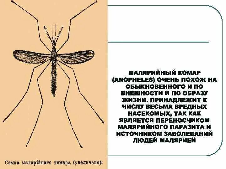 Какое развитие у малярийного комара. Комар Пискун и малярийный комар отличия. Комар малярийный классификация Anopheles. Внешнее строение малярийного комара. Как отличить обыкновенного комара от малярийного.