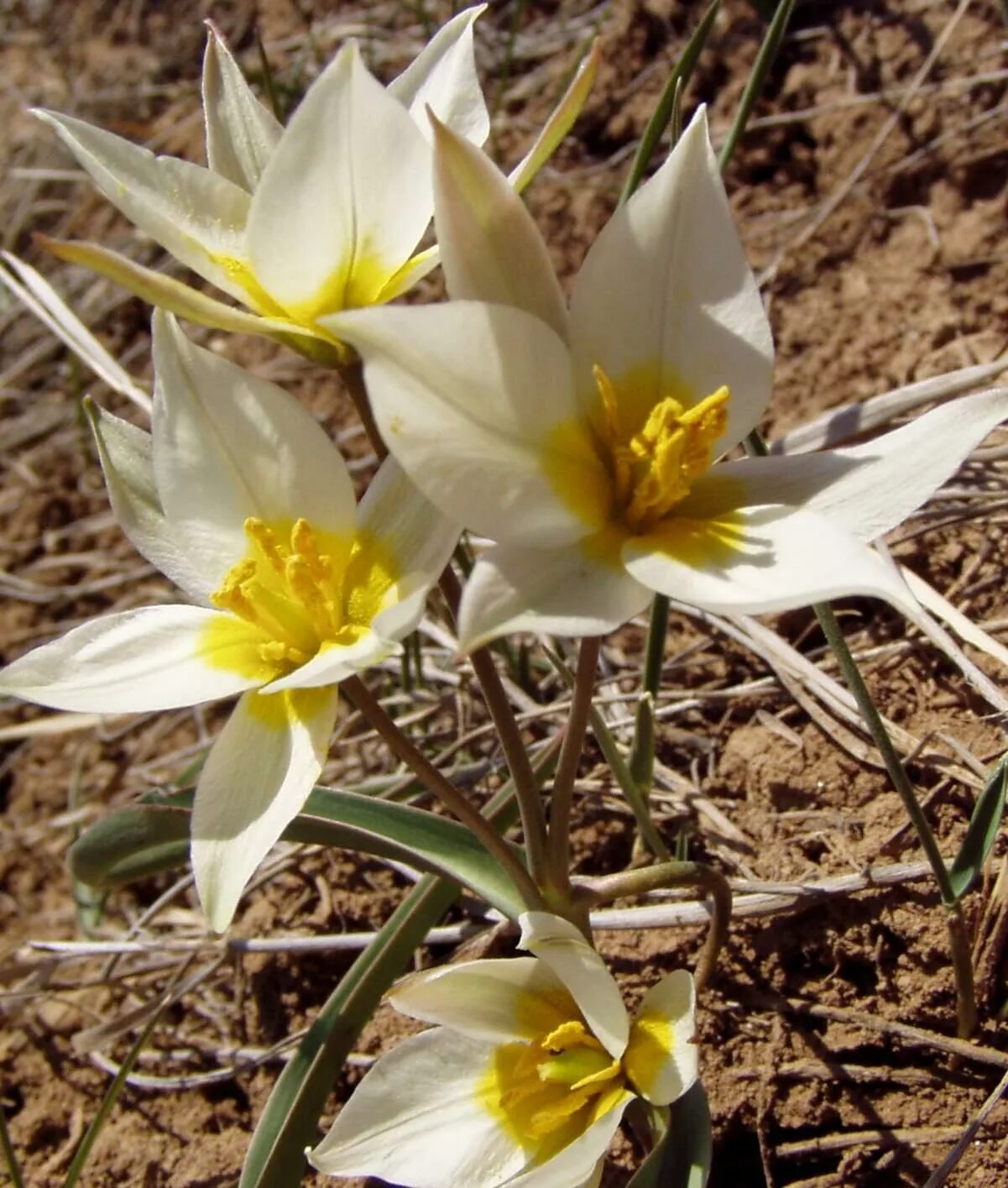 Тюльпан двухцветковый. Тюльпан двуцветковый Tulipa biflora. Тюльпан Коктебельский.