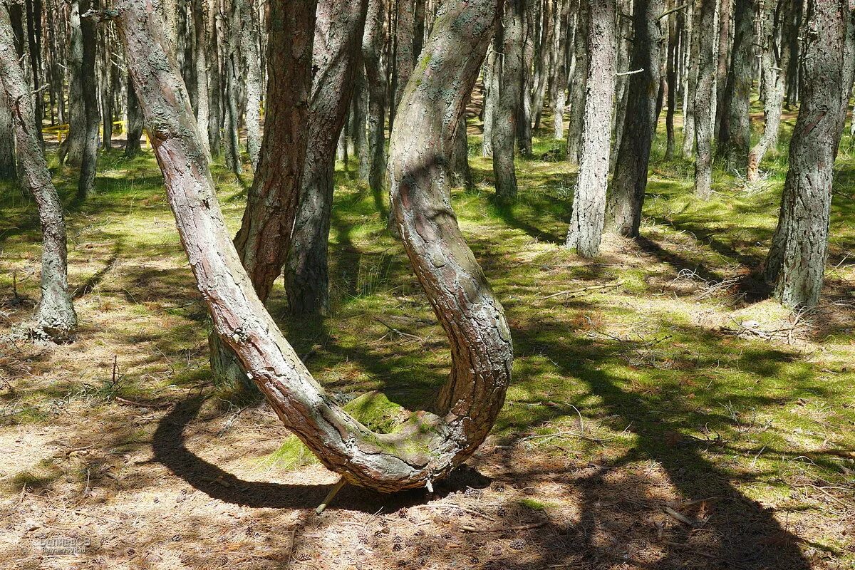 Березовая аномалия в Кузбассе - ЯПлакалъ