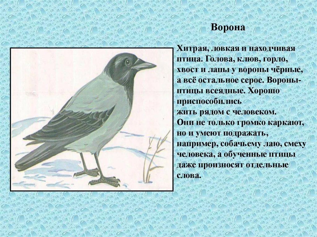 Зимующие птицы с описанием. Описание вороны. Рассказ о воррне. Рассказ о вороне. Ворон ласково