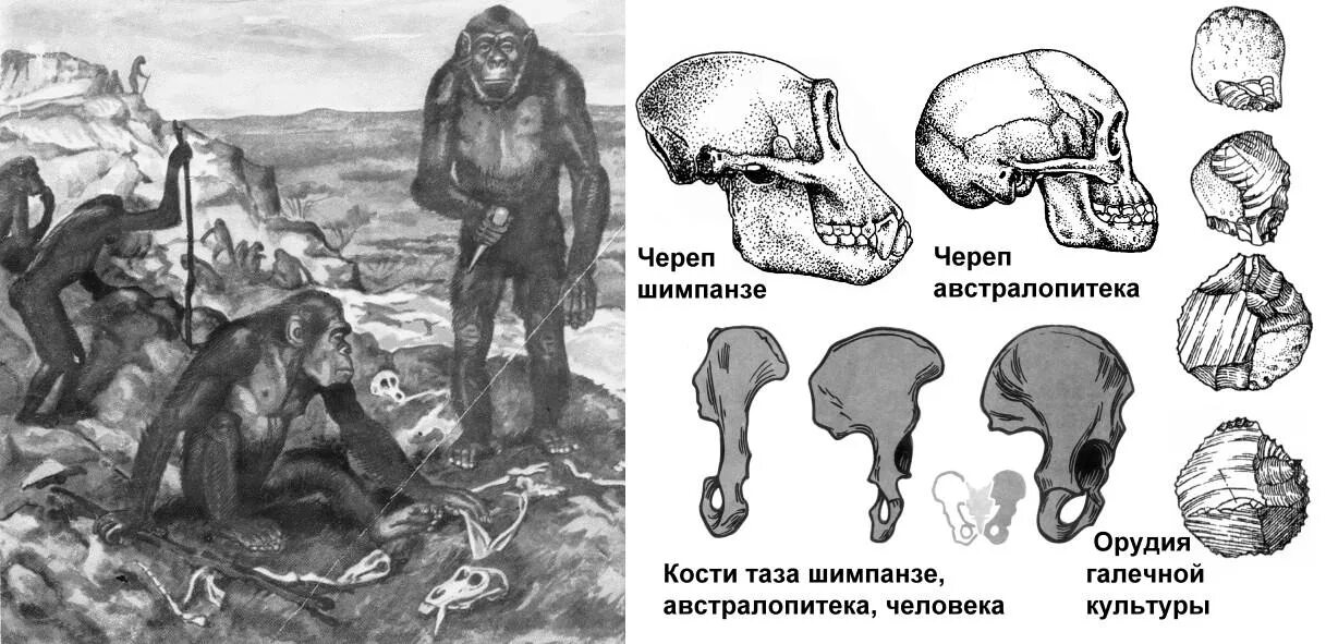 Изменение таза в ходе эволюции