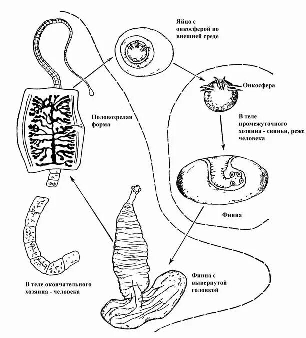 Ленточные жизненный цикл. Стадии жизненного цикла бычьего цепня. Схема цикла червя ленточного. Стадии бычьего цепня онкосфера. Жизненный цикл свиной цепень схема.