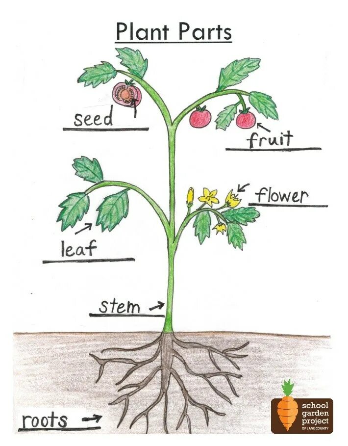 Parts of a Plant. Flowering Plants схема. Plants Parts function. About Plants. Planting the roots