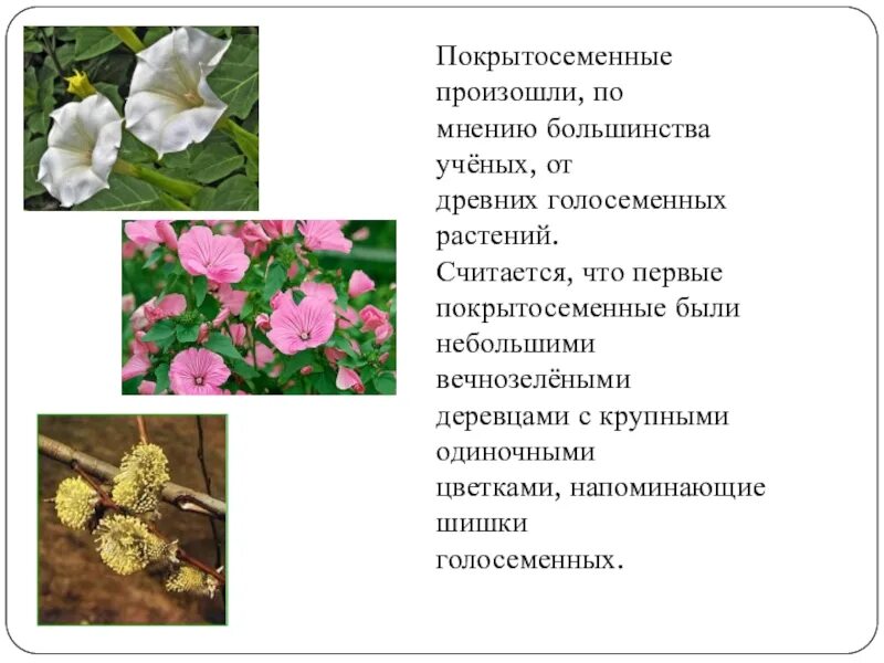 Почему покрытосеменные получили. Покрытосеменные растения произошли от. Цветковые растения произошли от. Покрытосеменные растения их характеристика. Описание покрытосеменных растений.