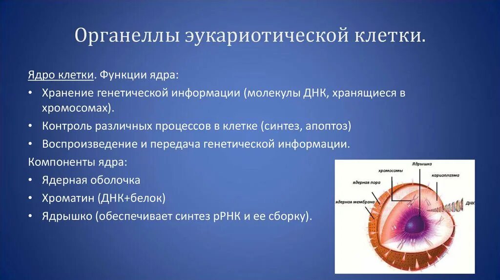 Функции эукариотической клетки. Функции органелл эукариотической клетки. Функции органоидов эукариотической клетки. Строение и функции эукариотической клетки. Наследственный материал ядра