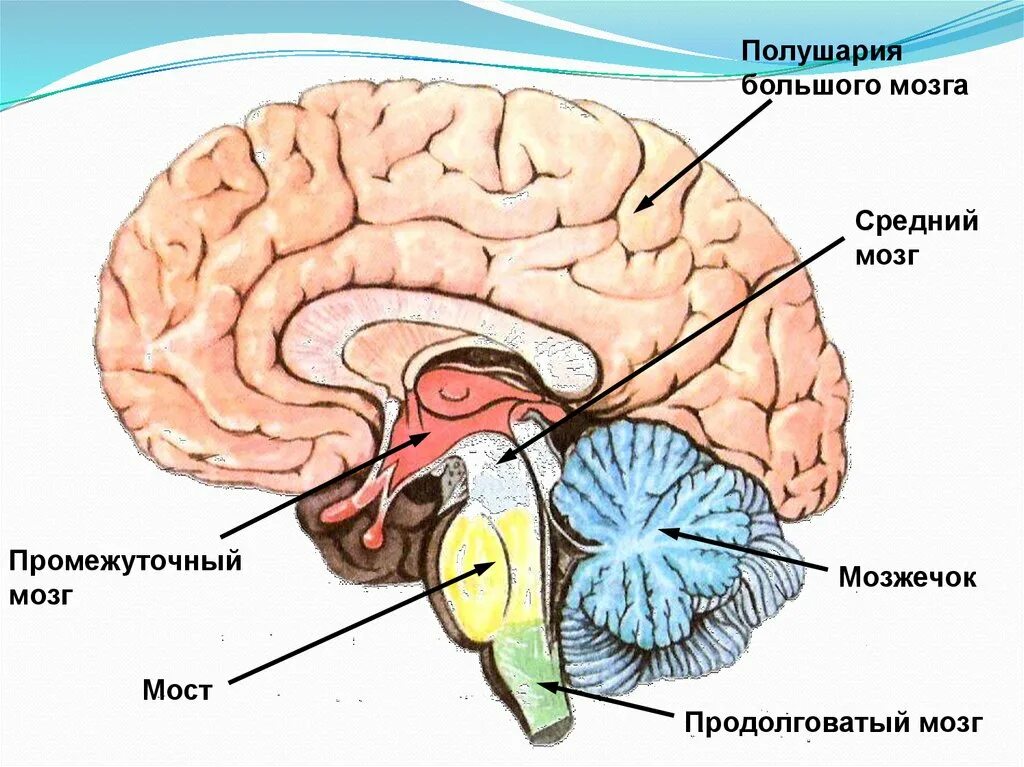 Укажите название отделов мозга. Головной мозг продолговатый средний задний промежуточный. Продолговатый мозг мост и мозжечок. Продолговатый задний средний промежуточный конечный мозг. Конечный мозг промежуточный мозг средний мозг.