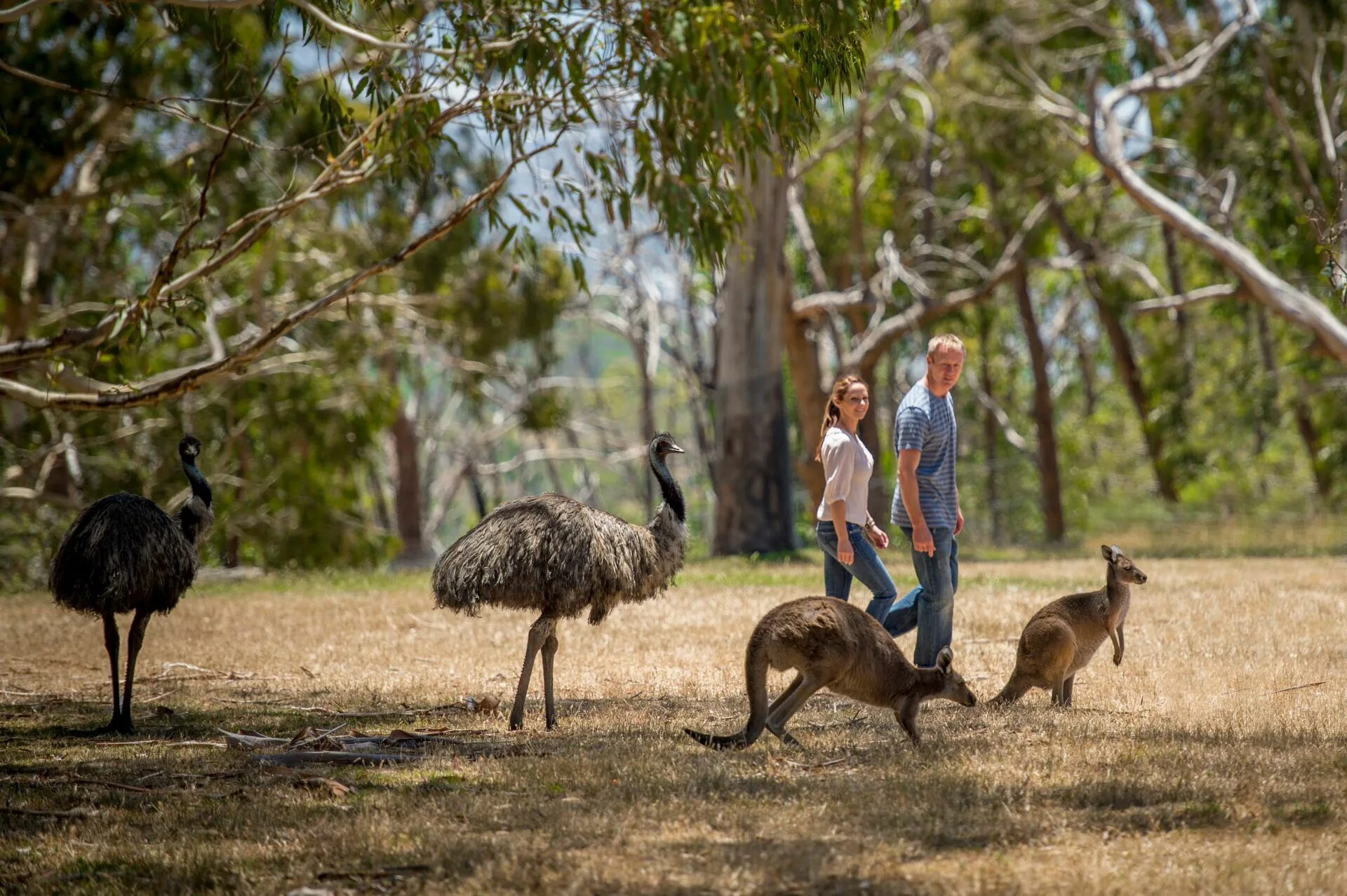 Cleland Wildlife Park. Парк дикой природы Австралии. Парк кенгуру в Австралии. Личфилд парк Австралия. Австралия природа и люди