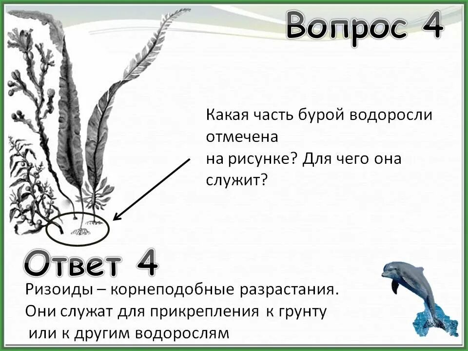 Корне слова водоросли. Ризоиды водорослей служат для. Ризоиды у водорослей. Водоросли прикрепляются к грунту. Рихоидв водрослейц Сулхат для.