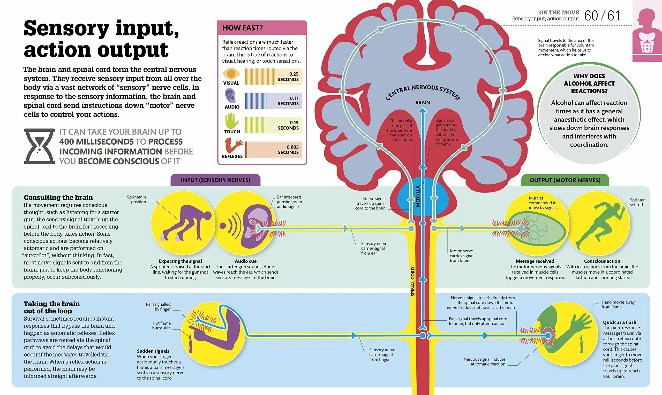 Brains down. How the body works. How the body work. How your body works. Инфографика спинной мозг.