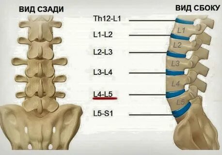 L5 s1 схема позвоночника