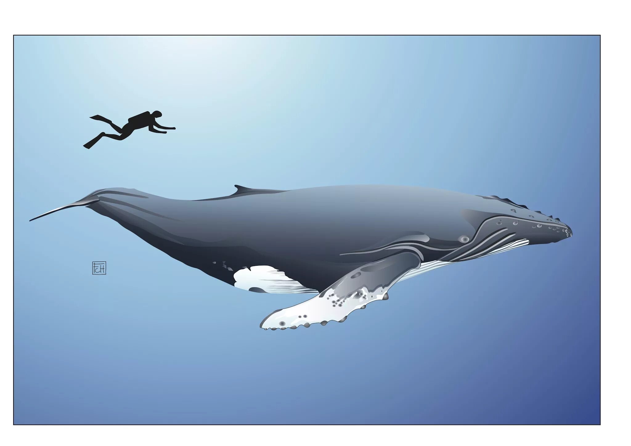 Самый большой кит размеры и вес. Кит Горбач размер. Гренландский кит. Размер кита и человека. Киты и люди.