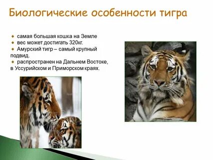 Особенности тигра