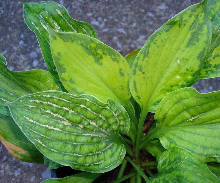 Вирус хосты hvx. Хоста пораженная нематодой. Хоста филлостиктоз. Вирус хосты. Хоста штрихованная.