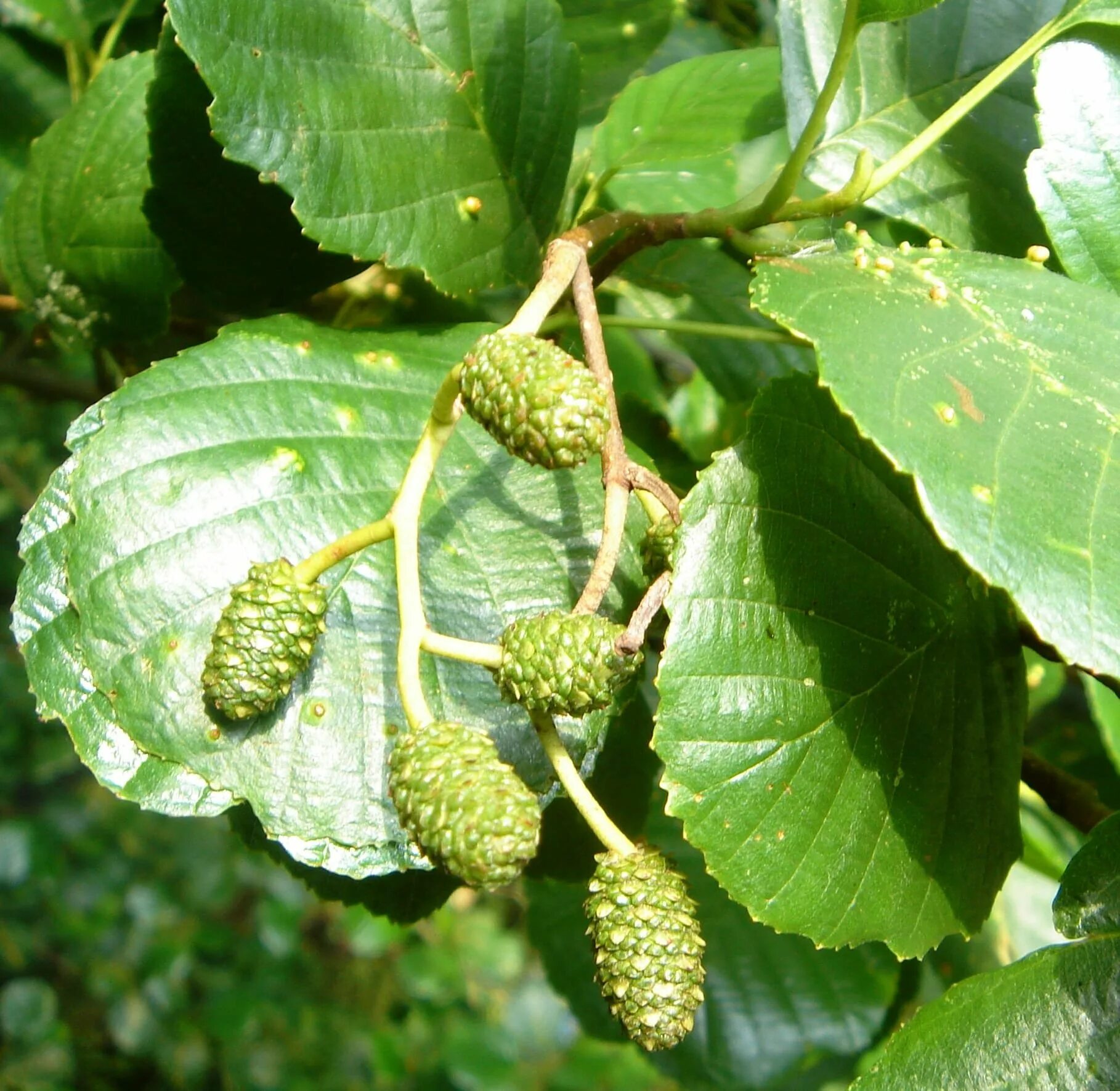 Ольха черная (Alnus glutinosa). Ольха Сибирская. Ольха Сибирская дерево. Ольха серая Alnus incana.