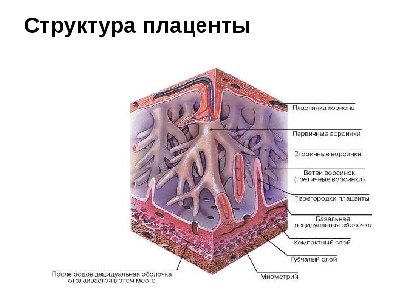 Ребенок в плаценте матке. Планцета. Планцета. Плацента строение и функции. Краевое предлежание плаценты.