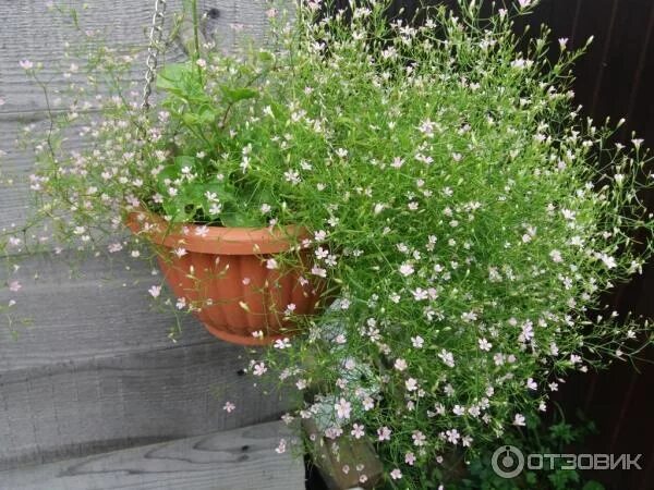 Gypsophila Mix Rose-Wit (CE112) - FloraXchange