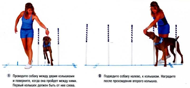 Команда змейка. Команды для собак. Команда змейка для собаки как научить. Команды трюки для собак. Лёгкие команды для собак маленьких пород.