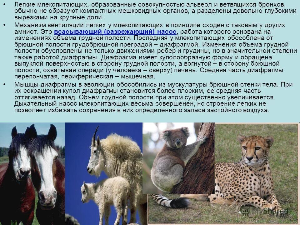 Первозвери яйцекладущие. Подкласс первозвери отряд однопроходные. Звери или млекопитающие. Млекопитающие образуют. Млекопитающие образуют.