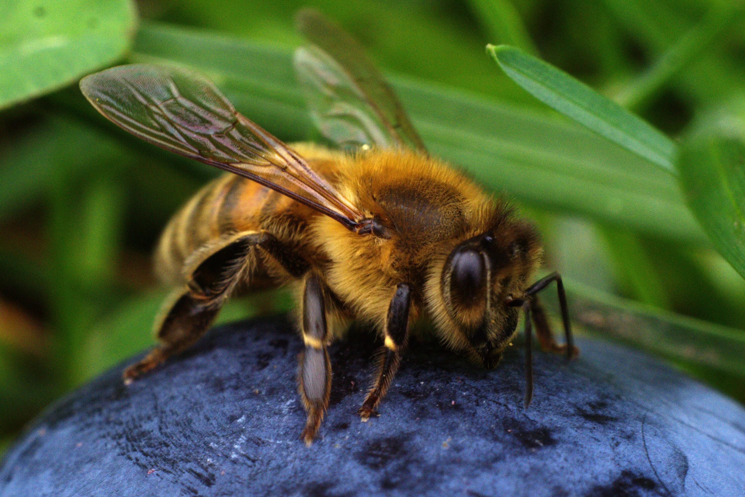 Домашние насекомые пчелы. Пчела Шмель Шершень. Оса пчёлка Шмель и Шершень. Насекомые осы пчелы шмели. Пчела мохнатоногая.