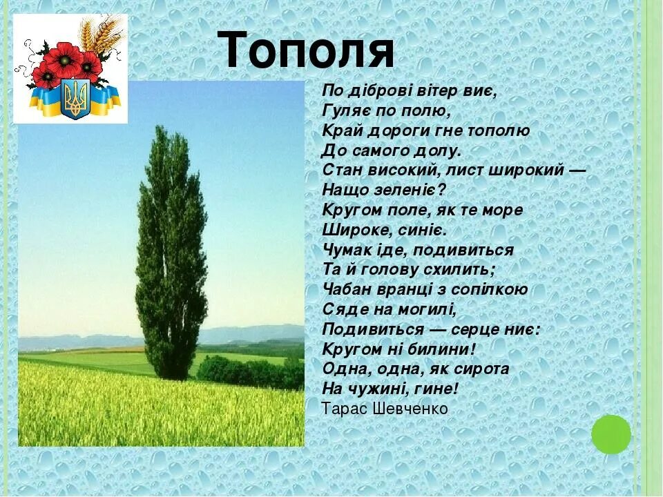 Два тополя текст. Тополь пирамидальный. Два тополя текст. Один тополь изложение 3 класс. Тополь пирамидальный.