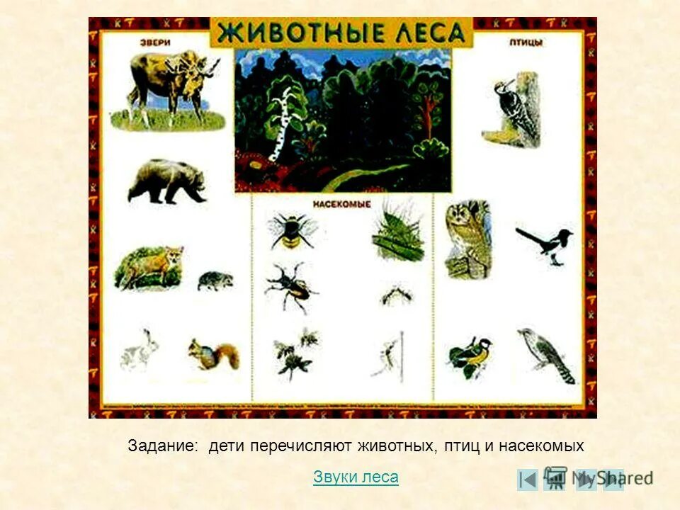 животные леса насекомые. насекомые леса 2 класс. насекомые леса. животные птицы насекомые. животные леса насекомые.