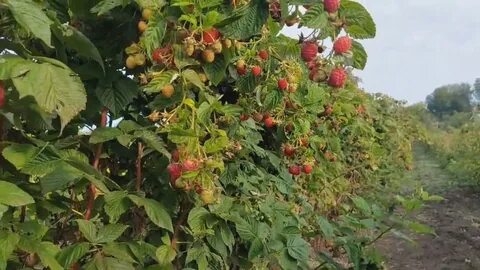 Урожайность маравиллы