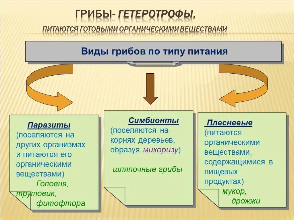 Питание бактерий и животных. Схема питания бактерий и грибов. Питание бактерий и грибов. Питание бактерий автотрофы и гетеротрофы. Питание бактерий и животных.