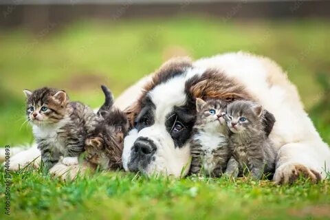 Des chiens
