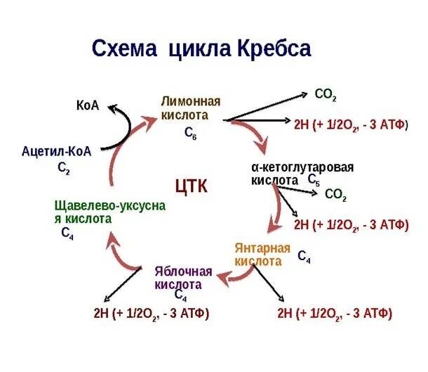 Цикл Кребса пировиноградная кислота. Окислительные реакции цикла Кребса. Цикл Кребса схема с ферментами. 4. Цикл Кребса.