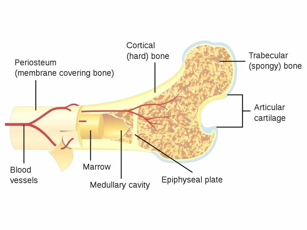 Функции костного мозга в трубчатой кости. Структура человеческой кости. Внешнее и внутреннее строение кости. Анатомическое строение костей. Внутреннее строение кости человека.
