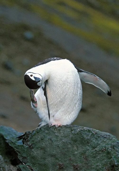 Penguin Planet 可 愛 す ぎ る 動 物, ペ ッ ト の 鳥, 動 物 か わ い い