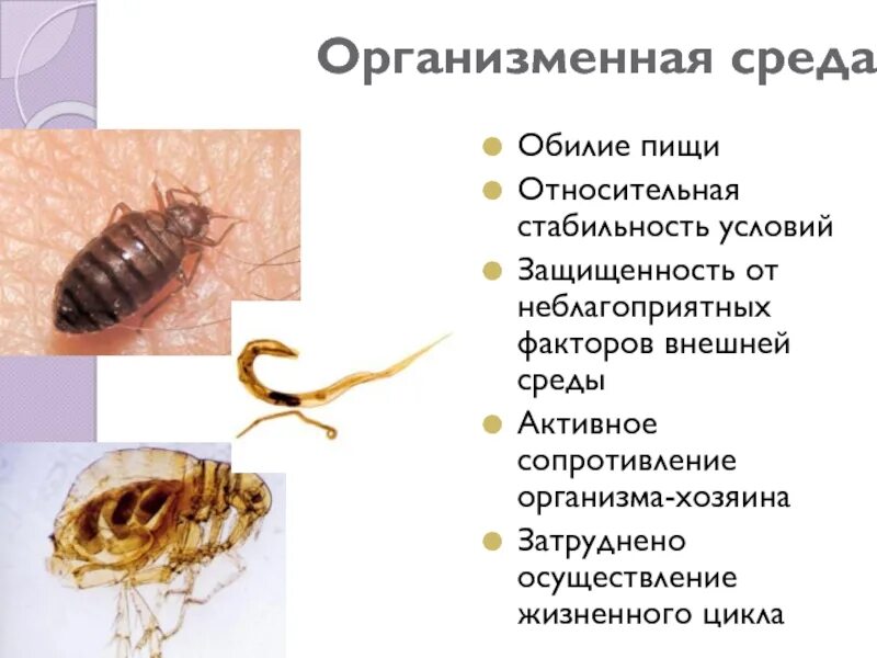 Внутриорганизменная среда обитания характеризуется. Организменная среда обитания характеристика. Факторы организменной среды обитания. Условия организменной среды. Характеристика организменной среды.